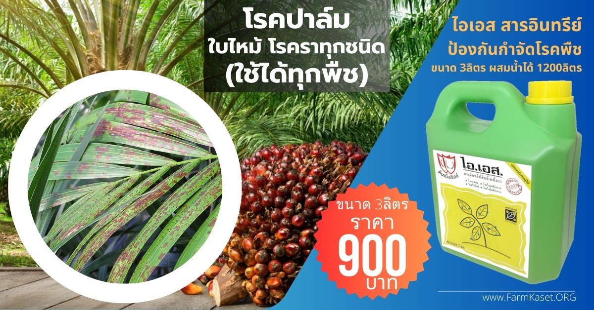 โรค ปาล์มใบไหม้ โรคใบจุดปาล์ม